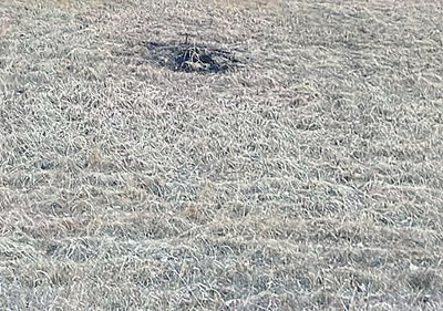 a closer photo of the deer's grave